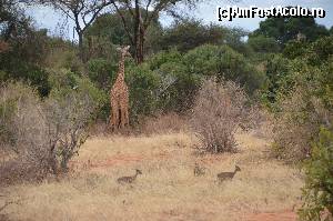 [P40] Pat si Patachon ai savanei- adica girafa si antilopa dik-dik » foto by cristina65
 - 
<span class="allrVoted glyphicon glyphicon-heart hidden" id="av590656"></span>
<a class="m-l-10 hidden" id="sv590656" onclick="voting_Foto_DelVot(,590656,2009)" role="button">șterge vot <span class="glyphicon glyphicon-remove"></span></a>
<a id="v9590656" class=" c-red"  onclick="voting_Foto_SetVot(590656)" role="button"><span class="glyphicon glyphicon-heart-empty"></span> <b>LIKE</b> = Votează poza</a> <img class="hidden"  id="f590656W9" src="/imagini/loader.gif" border="0" /><span class="AjErrMes hidden" id="e590656ErM"></span>