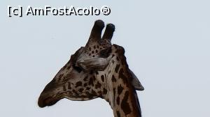 [P24] girafă sub lupă » foto by robert
 - 
<span class="allrVoted glyphicon glyphicon-heart hidden" id="av1249414"></span>
<a class="m-l-10 hidden" id="sv1249414" onclick="voting_Foto_DelVot(,1249414,2009)" role="button">șterge vot <span class="glyphicon glyphicon-remove"></span></a>
<a id="v91249414" class=" c-red"  onclick="voting_Foto_SetVot(1249414)" role="button"><span class="glyphicon glyphicon-heart-empty"></span> <b>LIKE</b> = Votează poza</a> <img class="hidden"  id="f1249414W9" src="/imagini/loader.gif" border="0" /><span class="AjErrMes hidden" id="e1249414ErM"></span>