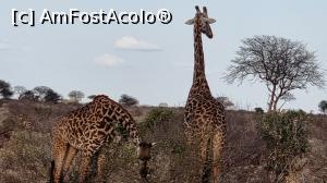 [P25] girafe încântătoare » foto by robert
 - 
<span class="allrVoted glyphicon glyphicon-heart hidden" id="av1249415"></span>
<a class="m-l-10 hidden" id="sv1249415" onclick="voting_Foto_DelVot(,1249415,2009)" role="button">șterge vot <span class="glyphicon glyphicon-remove"></span></a>
<a id="v91249415" class=" c-red"  onclick="voting_Foto_SetVot(1249415)" role="button"><span class="glyphicon glyphicon-heart-empty"></span> <b>LIKE</b> = Votează poza</a> <img class="hidden"  id="f1249415W9" src="/imagini/loader.gif" border="0" /><span class="AjErrMes hidden" id="e1249415ErM"></span>