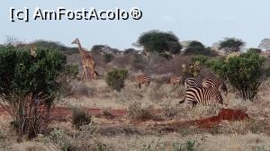 [P26] zebre plus girafe » foto by robert
 - 
<span class="allrVoted glyphicon glyphicon-heart hidden" id="av1249416"></span>
<a class="m-l-10 hidden" id="sv1249416" onclick="voting_Foto_DelVot(,1249416,2009)" role="button">șterge vot <span class="glyphicon glyphicon-remove"></span></a>
<a id="v91249416" class=" c-red"  onclick="voting_Foto_SetVot(1249416)" role="button"><span class="glyphicon glyphicon-heart-empty"></span> <b>LIKE</b> = Votează poza</a> <img class="hidden"  id="f1249416W9" src="/imagini/loader.gif" border="0" /><span class="AjErrMes hidden" id="e1249416ErM"></span>