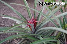 [P09] Gustosul ANANAS » foto by claudiu70
 - 
<span class="allrVoted glyphicon glyphicon-heart hidden" id="av6624"></span>
<a class="m-l-10 hidden" id="sv6624" onclick="voting_Foto_DelVot(,6624,2013)" role="button">șterge vot <span class="glyphicon glyphicon-remove"></span></a>
<a id="v96624" class=" c-red"  onclick="voting_Foto_SetVot(6624)" role="button"><span class="glyphicon glyphicon-heart-empty"></span> <b>LIKE</b> = Votează poza</a> <img class="hidden"  id="f6624W9" src="/imagini/loader.gif" border="0" /><span class="AjErrMes hidden" id="e6624ErM"></span>