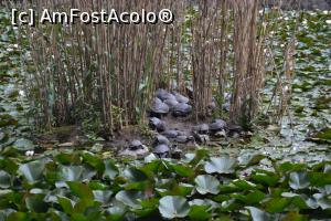 [P08] lacul cu nuferi, pesti si broaste testoase din statiune » foto by MAnd
 - 
<span class="allrVoted glyphicon glyphicon-heart hidden" id="av740830"></span>
<a class="m-l-10 hidden" id="sv740830" onclick="voting_Foto_DelVot(,740830,2029)" role="button">șterge vot <span class="glyphicon glyphicon-remove"></span></a>
<a id="v9740830" class=" c-red"  onclick="voting_Foto_SetVot(740830)" role="button"><span class="glyphicon glyphicon-heart-empty"></span> <b>LIKE</b> = Votează poza</a> <img class="hidden"  id="f740830W9" src="/imagini/loader.gif" border="0" /><span class="AjErrMes hidden" id="e740830ErM"></span>