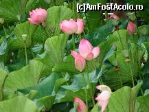 [P12] lacul cu nuferi » foto by cosminp
 - 
<span class="allrVoted glyphicon glyphicon-heart hidden" id="av36748"></span>
<a class="m-l-10 hidden" id="sv36748" onclick="voting_Foto_DelVot(,36748,2030)" role="button">șterge vot <span class="glyphicon glyphicon-remove"></span></a>
<a id="v936748" class=" c-red"  onclick="voting_Foto_SetVot(36748)" role="button"><span class="glyphicon glyphicon-heart-empty"></span> <b>LIKE</b> = Votează poza</a> <img class="hidden"  id="f36748W9" src="/imagini/loader.gif" border="0" /><span class="AjErrMes hidden" id="e36748ErM"></span>