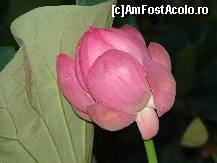 [P16] nufar » foto by cosminp
 - 
<span class="allrVoted glyphicon glyphicon-heart hidden" id="av36752"></span>
<a class="m-l-10 hidden" id="sv36752" onclick="voting_Foto_DelVot(,36752,2030)" role="button">șterge vot <span class="glyphicon glyphicon-remove"></span></a>
<a id="v936752" class=" c-red"  onclick="voting_Foto_SetVot(36752)" role="button"><span class="glyphicon glyphicon-heart-empty"></span> <b>LIKE</b> = Votează poza</a> <img class="hidden"  id="f36752W9" src="/imagini/loader.gif" border="0" /><span class="AjErrMes hidden" id="e36752ErM"></span>