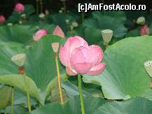[P05] lacul cu nuferi » foto by cosminp
 - 
<span class="allrVoted glyphicon glyphicon-heart hidden" id="av36741"></span>
<a class="m-l-10 hidden" id="sv36741" onclick="voting_Foto_DelVot(,36741,2030)" role="button">șterge vot <span class="glyphicon glyphicon-remove"></span></a>
<a id="v936741" class=" c-red"  onclick="voting_Foto_SetVot(36741)" role="button"><span class="glyphicon glyphicon-heart-empty"></span> <b>LIKE</b> = Votează poza</a> <img class="hidden"  id="f36741W9" src="/imagini/loader.gif" border="0" /><span class="AjErrMes hidden" id="e36741ErM"></span>