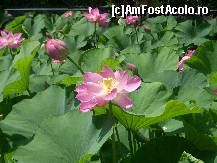 [P06] Lacul cu nuferi din Baile Felix este unic in Romania » foto by c_d
 - 
<span class="allrVoted glyphicon glyphicon-heart hidden" id="av56720"></span>
<a class="m-l-10 hidden" id="sv56720" onclick="voting_Foto_DelVot(,56720,2030)" role="button">șterge vot <span class="glyphicon glyphicon-remove"></span></a>
<a id="v956720" class=" c-red"  onclick="voting_Foto_SetVot(56720)" role="button"><span class="glyphicon glyphicon-heart-empty"></span> <b>LIKE</b> = Votează poza</a> <img class="hidden"  id="f56720W9" src="/imagini/loader.gif" border="0" /><span class="AjErrMes hidden" id="e56720ErM"></span>