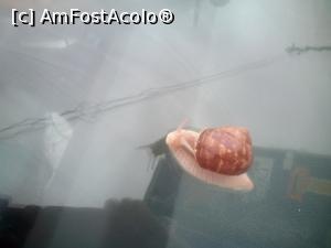 [P06] Saracul! L-am luat fara sa vreau din parcarea linistita din Bucuresti si l-am lasat in verdeata la Racaciuni. Poate isi gaseste fericirea acolo.  » foto by Albinoium
 - 
<span class="allrVoted glyphicon glyphicon-heart hidden" id="av747231"></span>
<a class="m-l-10 hidden" id="sv747231" onclick="voting_Foto_DelVot(,747231,2041)" role="button">șterge vot <span class="glyphicon glyphicon-remove"></span></a>
<a id="v9747231" class=" c-red"  onclick="voting_Foto_SetVot(747231)" role="button"><span class="glyphicon glyphicon-heart-empty"></span> <b>LIKE</b> = Votează poza</a> <img class="hidden"  id="f747231W9" src="/imagini/loader.gif" border="0" /><span class="AjErrMes hidden" id="e747231ErM"></span>