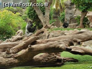 [P02] Gorila trista.... » foto by cryangel
 - 
<span class="allrVoted glyphicon glyphicon-heart hidden" id="av1374836"></span>
<a class="m-l-10 hidden" id="sv1374836" onclick="voting_Foto_DelVot(,1374836,2078)" role="button">șterge vot <span class="glyphicon glyphicon-remove"></span></a>
<a id="v91374836" class=" c-red"  onclick="voting_Foto_SetVot(1374836)" role="button"><span class="glyphicon glyphicon-heart-empty"></span> <b>LIKE</b> = Votează poza</a> <img class="hidden"  id="f1374836W9" src="/imagini/loader.gif" border="0" /><span class="AjErrMes hidden" id="e1374836ErM"></span>