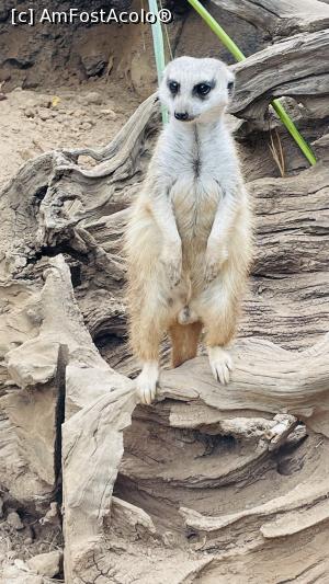 [P06] Fotogenic, nu? » foto by cryangel
 - 
<span class="allrVoted glyphicon glyphicon-heart hidden" id="av1374840"></span>
<a class="m-l-10 hidden" id="sv1374840" onclick="voting_Foto_DelVot(,1374840,2078)" role="button">șterge vot <span class="glyphicon glyphicon-remove"></span></a>
<a id="v91374840" class=" c-red"  onclick="voting_Foto_SetVot(1374840)" role="button"><span class="glyphicon glyphicon-heart-empty"></span> <b>LIKE</b> = Votează poza</a> <img class="hidden"  id="f1374840W9" src="/imagini/loader.gif" border="0" /><span class="AjErrMes hidden" id="e1374840ErM"></span>