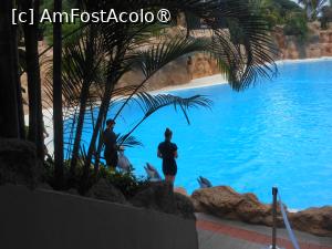 [P12] Puerto de la Cruz - Loro Parque. La spectacol. » foto by iulianic
 - 
<span class="allrVoted glyphicon glyphicon-heart hidden" id="av1424693"></span>
<a class="m-l-10 hidden" id="sv1424693" onclick="voting_Foto_DelVot(,1424693,2078)" role="button">șterge vot <span class="glyphicon glyphicon-remove"></span></a>
<a id="v91424693" class=" c-red"  onclick="voting_Foto_SetVot(1424693)" role="button"><span class="glyphicon glyphicon-heart-empty"></span> <b>LIKE</b> = Votează poza</a> <img class="hidden"  id="f1424693W9" src="/imagini/loader.gif" border="0" /><span class="AjErrMes hidden" id="e1424693ErM"></span>