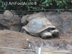 [P20] Puerto de la Cruz - Loro Parque. O țestoasă uriașă. » foto by iulianic
 - 
<span class="allrVoted glyphicon glyphicon-heart hidden" id="av1424701"></span>
<a class="m-l-10 hidden" id="sv1424701" onclick="voting_Foto_DelVot(,1424701,2078)" role="button">șterge vot <span class="glyphicon glyphicon-remove"></span></a>
<a id="v91424701" class=" c-red"  onclick="voting_Foto_SetVot(1424701)" role="button"><span class="glyphicon glyphicon-heart-empty"></span> <b>LIKE</b> = Votează poza</a> <img class="hidden"  id="f1424701W9" src="/imagini/loader.gif" border="0" /><span class="AjErrMes hidden" id="e1424701ErM"></span>