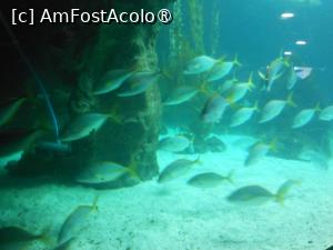 [P26]  -- <small>// FĂRĂ DESCRIERE</small> » foto by iulianic
 - 
<span class="allrVoted glyphicon glyphicon-heart hidden" id="av1424707"></span>
<a class="m-l-10 hidden" id="sv1424707" onclick="voting_Foto_DelVot(,1424707,2078)" role="button">șterge vot <span class="glyphicon glyphicon-remove"></span></a>
<a id="v91424707" class=" c-red"  onclick="voting_Foto_SetVot(1424707)" role="button"><span class="glyphicon glyphicon-heart-empty"></span> <b>LIKE</b> = Votează poza</a> <img class="hidden"  id="f1424707W9" src="/imagini/loader.gif" border="0" /><span class="AjErrMes hidden" id="e1424707ErM"></span>