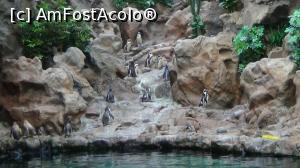 [P15] din nou pinguini » foto by elenaadina
 - 
<span class="allrVoted glyphicon glyphicon-heart hidden" id="av822450"></span>
<a class="m-l-10 hidden" id="sv822450" onclick="voting_Foto_DelVot(,822450,2078)" role="button">șterge vot <span class="glyphicon glyphicon-remove"></span></a>
<a id="v9822450" class=" c-red"  onclick="voting_Foto_SetVot(822450)" role="button"><span class="glyphicon glyphicon-heart-empty"></span> <b>LIKE</b> = Votează poza</a> <img class="hidden"  id="f822450W9" src="/imagini/loader.gif" border="0" /><span class="AjErrMes hidden" id="e822450ErM"></span>