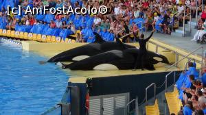 [P16] in prim plan orcile » foto by elenaadina
 - 
<span class="allrVoted glyphicon glyphicon-heart hidden" id="av822451"></span>
<a class="m-l-10 hidden" id="sv822451" onclick="voting_Foto_DelVot(,822451,2078)" role="button">șterge vot <span class="glyphicon glyphicon-remove"></span></a>
<a id="v9822451" class=" c-red"  onclick="voting_Foto_SetVot(822451)" role="button"><span class="glyphicon glyphicon-heart-empty"></span> <b>LIKE</b> = Votează poza</a> <img class="hidden"  id="f822451W9" src="/imagini/loader.gif" border="0" /><span class="AjErrMes hidden" id="e822451ErM"></span>