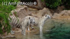 [P17] minunatii tigri » foto by elenaadina
 - 
<span class="allrVoted glyphicon glyphicon-heart hidden" id="av822452"></span>
<a class="m-l-10 hidden" id="sv822452" onclick="voting_Foto_DelVot(,822452,2078)" role="button">șterge vot <span class="glyphicon glyphicon-remove"></span></a>
<a id="v9822452" class=" c-red"  onclick="voting_Foto_SetVot(822452)" role="button"><span class="glyphicon glyphicon-heart-empty"></span> <b>LIKE</b> = Votează poza</a> <img class="hidden"  id="f822452W9" src="/imagini/loader.gif" border="0" /><span class="AjErrMes hidden" id="e822452ErM"></span>