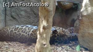 [P19] un leopard la somnul de amiaza » foto by elenaadina
 - 
<span class="allrVoted glyphicon glyphicon-heart hidden" id="av822454"></span>
<a class="m-l-10 hidden" id="sv822454" onclick="voting_Foto_DelVot(,822454,2078)" role="button">șterge vot <span class="glyphicon glyphicon-remove"></span></a>
<a id="v9822454" class=" c-red"  onclick="voting_Foto_SetVot(822454)" role="button"><span class="glyphicon glyphicon-heart-empty"></span> <b>LIKE</b> = Votează poza</a> <img class="hidden"  id="f822454W9" src="/imagini/loader.gif" border="0" /><span class="AjErrMes hidden" id="e822454ErM"></span>