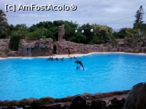 [P02] spectacolul cu delfini » foto by elenaadina
 - 
<span class="allrVoted glyphicon glyphicon-heart hidden" id="av822437"></span>
<a class="m-l-10 hidden" id="sv822437" onclick="voting_Foto_DelVot(,822437,2078)" role="button">șterge vot <span class="glyphicon glyphicon-remove"></span></a>
<a id="v9822437" class=" c-red"  onclick="voting_Foto_SetVot(822437)" role="button"><span class="glyphicon glyphicon-heart-empty"></span> <b>LIKE</b> = Votează poza</a> <img class="hidden"  id="f822437W9" src="/imagini/loader.gif" border="0" /><span class="AjErrMes hidden" id="e822437ErM"></span>