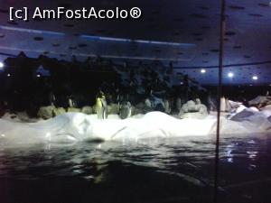 [P22] pinguini imperiali » foto by elenaadina
 - 
<span class="allrVoted glyphicon glyphicon-heart hidden" id="av822457"></span>
<a class="m-l-10 hidden" id="sv822457" onclick="voting_Foto_DelVot(,822457,2078)" role="button">șterge vot <span class="glyphicon glyphicon-remove"></span></a>
<a id="v9822457" class=" c-red"  onclick="voting_Foto_SetVot(822457)" role="button"><span class="glyphicon glyphicon-heart-empty"></span> <b>LIKE</b> = Votează poza</a> <img class="hidden"  id="f822457W9" src="/imagini/loader.gif" border="0" /><span class="AjErrMes hidden" id="e822457ErM"></span>