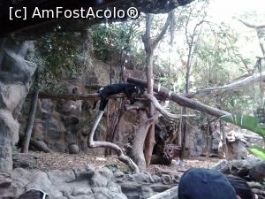 [P05] o pantera lenesa » foto by elenaadina
 - 
<span class="allrVoted glyphicon glyphicon-heart hidden" id="av822440"></span>
<a class="m-l-10 hidden" id="sv822440" onclick="voting_Foto_DelVot(,822440,2078)" role="button">șterge vot <span class="glyphicon glyphicon-remove"></span></a>
<a id="v9822440" class=" c-red"  onclick="voting_Foto_SetVot(822440)" role="button"><span class="glyphicon glyphicon-heart-empty"></span> <b>LIKE</b> = Votează poza</a> <img class="hidden"  id="f822440W9" src="/imagini/loader.gif" border="0" /><span class="AjErrMes hidden" id="e822440ErM"></span>