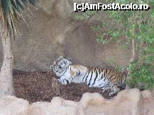 [P16] Un superb exemplar la umbra » foto by cami1212
 - 
<span class="allrVoted glyphicon glyphicon-heart hidden" id="av189048"></span>
<a class="m-l-10 hidden" id="sv189048" onclick="voting_Foto_DelVot(,189048,2078)" role="button">șterge vot <span class="glyphicon glyphicon-remove"></span></a>
<a id="v9189048" class=" c-red"  onclick="voting_Foto_SetVot(189048)" role="button"><span class="glyphicon glyphicon-heart-empty"></span> <b>LIKE</b> = Votează poza</a> <img class="hidden"  id="f189048W9" src="/imagini/loader.gif" border="0" /><span class="AjErrMes hidden" id="e189048ErM"></span>