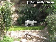 [P17] Tigru bengalez alb in Loro Park » foto by cami1212
 - 
<span class="allrVoted glyphicon glyphicon-heart hidden" id="av189050"></span>
<a class="m-l-10 hidden" id="sv189050" onclick="voting_Foto_DelVot(,189050,2078)" role="button">șterge vot <span class="glyphicon glyphicon-remove"></span></a>
<a id="v9189050" class=" c-red"  onclick="voting_Foto_SetVot(189050)" role="button"><span class="glyphicon glyphicon-heart-empty"></span> <b>LIKE</b> = Votează poza</a> <img class="hidden"  id="f189050W9" src="/imagini/loader.gif" border="0" /><span class="AjErrMes hidden" id="e189050ErM"></span>