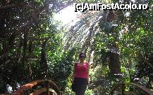 [P24] Un mic pod prin aceasta jungla in miniatura » foto by cami1212
 - 
<span class="allrVoted glyphicon glyphicon-heart hidden" id="av189059"></span>
<a class="m-l-10 hidden" id="sv189059" onclick="voting_Foto_DelVot(,189059,2078)" role="button">șterge vot <span class="glyphicon glyphicon-remove"></span></a>
<a id="v9189059" class=" c-red"  onclick="voting_Foto_SetVot(189059)" role="button"><span class="glyphicon glyphicon-heart-empty"></span> <b>LIKE</b> = Votează poza</a> <img class="hidden"  id="f189059W9" src="/imagini/loader.gif" border="0" /><span class="AjErrMes hidden" id="e189059ErM"></span>