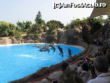 [P03] Show ul delfinilor in Loro Park » foto by cami1212
 - 
<span class="allrVoted glyphicon glyphicon-heart hidden" id="av189030"></span>
<a class="m-l-10 hidden" id="sv189030" onclick="voting_Foto_DelVot(,189030,2078)" role="button">șterge vot <span class="glyphicon glyphicon-remove"></span></a>
<a id="v9189030" class=" c-red"  onclick="voting_Foto_SetVot(189030)" role="button"><span class="glyphicon glyphicon-heart-empty"></span> <b>LIKE</b> = Votează poza</a> <img class="hidden"  id="f189030W9" src="/imagini/loader.gif" border="0" /><span class="AjErrMes hidden" id="e189030ErM"></span>