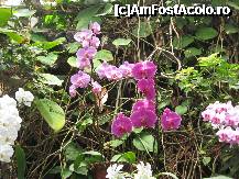 [P07] Gradina de orhidee in Loro Park » foto by cami1212
 - 
<span class="allrVoted glyphicon glyphicon-heart hidden" id="av189034"></span>
<a class="m-l-10 hidden" id="sv189034" onclick="voting_Foto_DelVot(,189034,2078)" role="button">șterge vot <span class="glyphicon glyphicon-remove"></span></a>
<a id="v9189034" class=" c-red"  onclick="voting_Foto_SetVot(189034)" role="button"><span class="glyphicon glyphicon-heart-empty"></span> <b>LIKE</b> = Votează poza</a> <img class="hidden"  id="f189034W9" src="/imagini/loader.gif" border="0" /><span class="AjErrMes hidden" id="e189034ErM"></span>