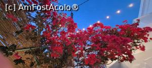 [P69] Bougainvillea din Chora Amorgos » foto by irinad
 - 
<span class="allrVoted glyphicon glyphicon-heart hidden" id="av1495894"></span>
<a class="m-l-10 hidden" id="sv1495894" onclick="voting_Foto_DelVot(,1495894,2089)" role="button">șterge vot <span class="glyphicon glyphicon-remove"></span></a>
<a id="v91495894" class=" c-red"  onclick="voting_Foto_SetVot(1495894)" role="button"><span class="glyphicon glyphicon-heart-empty"></span> <b>LIKE</b> = Votează poza</a> <img class="hidden"  id="f1495894W9" src="/imagini/loader.gif" border="0" /><span class="AjErrMes hidden" id="e1495894ErM"></span>