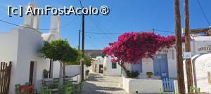 [P06] Bougainvillea de Folegandros » foto by irinad
 - 
<span class="allrVoted glyphicon glyphicon-heart hidden" id="av1401359"></span>
<a class="m-l-10 hidden" id="sv1401359" onclick="voting_Foto_DelVot(,1401359,2112)" role="button">șterge vot <span class="glyphicon glyphicon-remove"></span></a>
<a id="v91401359" class=" c-red"  onclick="voting_Foto_SetVot(1401359)" role="button"><span class="glyphicon glyphicon-heart-empty"></span> <b>LIKE</b> = Votează poza</a> <img class="hidden"  id="f1401359W9" src="/imagini/loader.gif" border="0" /><span class="AjErrMes hidden" id="e1401359ErM"></span>