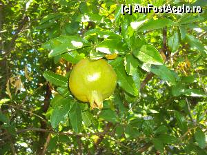 [P15] Rodia (Punica granatum) in gradina castelului Platamon » foto by MARI13
 - 
<span class="allrVoted glyphicon glyphicon-heart hidden" id="av360109"></span>
<a class="m-l-10 hidden" id="sv360109" onclick="voting_Foto_DelVot(,360109,2114)" role="button">șterge vot <span class="glyphicon glyphicon-remove"></span></a>
<a id="v9360109" class=" c-red"  onclick="voting_Foto_SetVot(360109)" role="button"><span class="glyphicon glyphicon-heart-empty"></span> <b>LIKE</b> = Votează poza</a> <img class="hidden"  id="f360109W9" src="/imagini/loader.gif" border="0" /><span class="AjErrMes hidden" id="e360109ErM"></span>