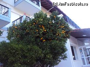 [P09] Portocalul din fata balconului nostru-jumatate portocal jumatate mandarin » foto by MARI13
 - 
<span class="allrVoted glyphicon glyphicon-heart hidden" id="av360099"></span>
<a class="m-l-10 hidden" id="sv360099" onclick="voting_Foto_DelVot(,360099,2114)" role="button">șterge vot <span class="glyphicon glyphicon-remove"></span></a>
<a id="v9360099" class=" c-red"  onclick="voting_Foto_SetVot(360099)" role="button"><span class="glyphicon glyphicon-heart-empty"></span> <b>LIKE</b> = Votează poza</a> <img class="hidden"  id="f360099W9" src="/imagini/loader.gif" border="0" /><span class="AjErrMes hidden" id="e360099ErM"></span>