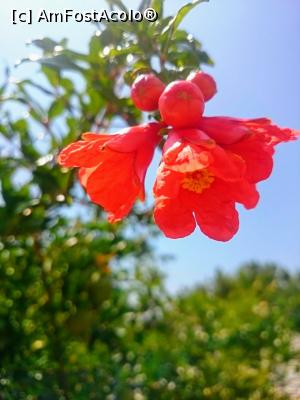 [P56] Floare de rodiu - Pelion » foto by mecut
 - 
<span class="allrVoted glyphicon glyphicon-heart hidden" id="av1105235"></span>
<a class="m-l-10 hidden" id="sv1105235" onclick="voting_Foto_DelVot(,1105235,2124)" role="button">șterge vot <span class="glyphicon glyphicon-remove"></span></a>
<a id="v91105235" class=" c-red"  onclick="voting_Foto_SetVot(1105235)" role="button"><span class="glyphicon glyphicon-heart-empty"></span> <b>LIKE</b> = Votează poza</a> <img class="hidden"  id="f1105235W9" src="/imagini/loader.gif" border="0" /><span class="AjErrMes hidden" id="e1105235ErM"></span>