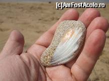 [P10] un dar al marii cules de pe plaja din Malaki aproape de Volos » foto by Cristian_h
 - 
<span class="allrVoted glyphicon glyphicon-heart hidden" id="av98674"></span>
<a class="m-l-10 hidden" id="sv98674" onclick="voting_Foto_DelVot(,98674,2124)" role="button">șterge vot <span class="glyphicon glyphicon-remove"></span></a>
<a id="v998674" class=" c-red"  onclick="voting_Foto_SetVot(98674)" role="button"><span class="glyphicon glyphicon-heart-empty"></span> <b>LIKE</b> = Votează poza</a> <img class="hidden"  id="f98674W9" src="/imagini/loader.gif" border="0" /><span class="AjErrMes hidden" id="e98674ErM"></span>