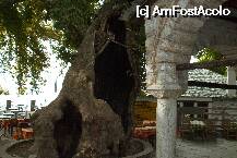 [P17] In Makrinitza se afla cativa arbori seculari care ofera cu generozitate umbra lor  » foto by Cristian_h
 - 
<span class="allrVoted glyphicon glyphicon-heart hidden" id="av6483"></span>
<a class="m-l-10 hidden" id="sv6483" onclick="voting_Foto_DelVot(,6483,2124)" role="button">șterge vot <span class="glyphicon glyphicon-remove"></span></a>
<a id="v96483" class=" c-red"  onclick="voting_Foto_SetVot(6483)" role="button"><span class="glyphicon glyphicon-heart-empty"></span> <b>LIKE</b> = Votează poza</a> <img class="hidden"  id="f6483W9" src="/imagini/loader.gif" border="0" /><span class="AjErrMes hidden" id="e6483ErM"></span>