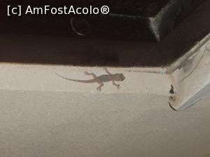 [P33] ... in balcon » foto by bubica*
 - 
<span class="allrVoted glyphicon glyphicon-heart hidden" id="av1105857"></span>
<a class="m-l-10 hidden" id="sv1105857" onclick="voting_Foto_DelVot(,1105857,2142)" role="button">șterge vot <span class="glyphicon glyphicon-remove"></span></a>
<a id="v91105857" class=" c-red"  onclick="voting_Foto_SetVot(1105857)" role="button"><span class="glyphicon glyphicon-heart-empty"></span> <b>LIKE</b> = Votează poza</a> <img class="hidden"  id="f1105857W9" src="/imagini/loader.gif" border="0" /><span class="AjErrMes hidden" id="e1105857ErM"></span>