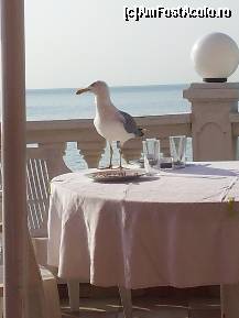 [P05] SINGURII CARE APRECIAU ''EFORTURILE''BUCATARULUI ERAU PESCARUSII CARE FURAU DIN FARFURII... POZELE SUNT FOARTE FRUMOASE PE TERASA RERSTAURANTULUI...  » foto by Geno Elena
 - 
<span class="allrVoted glyphicon glyphicon-heart hidden" id="av451930"></span>
<a class="m-l-10 hidden" id="sv451930" onclick="voting_Foto_DelVot(,451930,2149)" role="button">șterge vot <span class="glyphicon glyphicon-remove"></span></a>
<a id="v9451930" class=" c-red"  onclick="voting_Foto_SetVot(451930)" role="button"><span class="glyphicon glyphicon-heart-empty"></span> <b>LIKE</b> = Votează poza</a> <img class="hidden"  id="f451930W9" src="/imagini/loader.gif" border="0" /><span class="AjErrMes hidden" id="e451930ErM"></span>