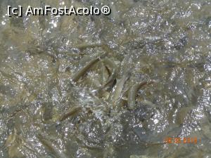 [P16] multi pestisori » foto by nrs †
 - 
<span class="allrVoted glyphicon glyphicon-heart hidden" id="av1018744"></span>
<a class="m-l-10 hidden" id="sv1018744" onclick="voting_Foto_DelVot(,1018744,2171)" role="button">șterge vot <span class="glyphicon glyphicon-remove"></span></a>
<a id="v91018744" class=" c-red"  onclick="voting_Foto_SetVot(1018744)" role="button"><span class="glyphicon glyphicon-heart-empty"></span> <b>LIKE</b> = Votează poza</a> <img class="hidden"  id="f1018744W9" src="/imagini/loader.gif" border="0" /><span class="AjErrMes hidden" id="e1018744ErM"></span>