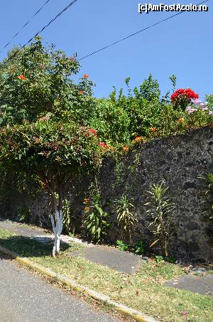 [P10] Verdeaţă şi flori în Cuernavaca » foto by Vasile S
 - 
<span class="allrVoted glyphicon glyphicon-heart hidden" id="av539215"></span>
<a class="m-l-10 hidden" id="sv539215" onclick="voting_Foto_DelVot(,539215,2210)" role="button">șterge vot <span class="glyphicon glyphicon-remove"></span></a>
<a id="v9539215" class=" c-red"  onclick="voting_Foto_SetVot(539215)" role="button"><span class="glyphicon glyphicon-heart-empty"></span> <b>LIKE</b> = Votează poza</a> <img class="hidden"  id="f539215W9" src="/imagini/loader.gif" border="0" /><span class="AjErrMes hidden" id="e539215ErM"></span>