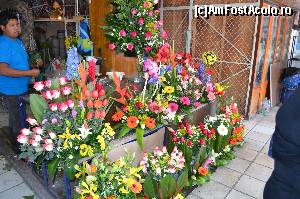 [P24] O mică florărie cu preţuri deosebit de mici » foto by Vasile S
 - 
<span class="allrVoted glyphicon glyphicon-heart hidden" id="av539273"></span>
<a class="m-l-10 hidden" id="sv539273" onclick="voting_Foto_DelVot(,539273,2210)" role="button">șterge vot <span class="glyphicon glyphicon-remove"></span></a>
<a id="v9539273" class=" c-red"  onclick="voting_Foto_SetVot(539273)" role="button"><span class="glyphicon glyphicon-heart-empty"></span> <b>LIKE</b> = Votează poza</a> <img class="hidden"  id="f539273W9" src="/imagini/loader.gif" border="0" /><span class="AjErrMes hidden" id="e539273ErM"></span>