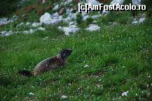 [P26] marmota, » foto by mariana
 - 
<span class="allrVoted glyphicon glyphicon-heart hidden" id="av16956"></span>
<a class="m-l-10 hidden" id="sv16956" onclick="voting_Foto_DelVot(,16956,2211)" role="button">șterge vot <span class="glyphicon glyphicon-remove"></span></a>
<a id="v916956" class=" c-red"  onclick="voting_Foto_SetVot(16956)" role="button"><span class="glyphicon glyphicon-heart-empty"></span> <b>LIKE</b> = Votează poza</a> <img class="hidden"  id="f16956W9" src="/imagini/loader.gif" border="0" /><span class="AjErrMes hidden" id="e16956ErM"></span>