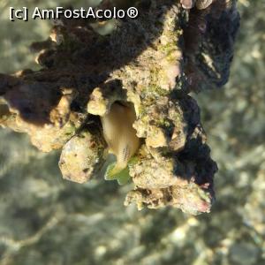 [P02]  -- <small>// FĂRĂ DESCRIERE</small> » foto by pupila
 - 
<span class="allrVoted glyphicon glyphicon-heart hidden" id="av938180"></span>
<a class="m-l-10 hidden" id="sv938180" onclick="voting_Foto_DelVot(,938180,2241)" role="button">șterge vot <span class="glyphicon glyphicon-remove"></span></a>
<a id="v9938180" class=" c-red"  onclick="voting_Foto_SetVot(938180)" role="button"><span class="glyphicon glyphicon-heart-empty"></span> <b>LIKE</b> = Votează poza</a> <img class="hidden"  id="f938180W9" src="/imagini/loader.gif" border="0" /><span class="AjErrMes hidden" id="e938180ErM"></span>