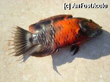 [P10] pestisor pescuit din Marea Rosie » foto by lilia
 - 
<span class="allrVoted glyphicon glyphicon-heart hidden" id="av6944"></span>
<a class="m-l-10 hidden" id="sv6944" onclick="voting_Foto_DelVot(,6944,2250)" role="button">șterge vot <span class="glyphicon glyphicon-remove"></span></a>
<a id="v96944" class=" c-red"  onclick="voting_Foto_SetVot(6944)" role="button"><span class="glyphicon glyphicon-heart-empty"></span> <b>LIKE</b> = Votează poza</a> <img class="hidden"  id="f6944W9" src="/imagini/loader.gif" border="0" /><span class="AjErrMes hidden" id="e6944ErM"></span>