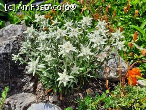 [P20] Flori de colț în Grindelwald » foto by BOGDAN DSN
 - 
<span class="allrVoted glyphicon glyphicon-heart hidden" id="av1336402"></span>
<a class="m-l-10 hidden" id="sv1336402" onclick="voting_Foto_DelVot(,1336402,2252)" role="button">șterge vot <span class="glyphicon glyphicon-remove"></span></a>
<a id="v91336402" class=" c-red"  onclick="voting_Foto_SetVot(1336402)" role="button"><span class="glyphicon glyphicon-heart-empty"></span> <b>LIKE</b> = Votează poza</a> <img class="hidden"  id="f1336402W9" src="/imagini/loader.gif" border="0" /><span class="AjErrMes hidden" id="e1336402ErM"></span>