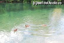 [P14] Alpsee - la mal puteti hrani ratustele si pestii :) » foto by nicollec
 - 
<span class="allrVoted glyphicon glyphicon-heart hidden" id="av199037"></span>
<a class="m-l-10 hidden" id="sv199037" onclick="voting_Foto_DelVot(,199037,2287)" role="button">șterge vot <span class="glyphicon glyphicon-remove"></span></a>
<a id="v9199037" class=" c-red"  onclick="voting_Foto_SetVot(199037)" role="button"><span class="glyphicon glyphicon-heart-empty"></span> <b>LIKE</b> = Votează poza</a> <img class="hidden"  id="f199037W9" src="/imagini/loader.gif" border="0" /><span class="AjErrMes hidden" id="e199037ErM"></span>