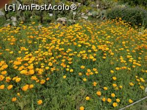 [P12] flori din Grădina Botanică » foto by papalito
 - 
<span class="allrVoted glyphicon glyphicon-heart hidden" id="av1239419"></span>
<a class="m-l-10 hidden" id="sv1239419" onclick="voting_Foto_DelVot(,1239419,2290)" role="button">șterge vot <span class="glyphicon glyphicon-remove"></span></a>
<a id="v91239419" class=" c-red"  onclick="voting_Foto_SetVot(1239419)" role="button"><span class="glyphicon glyphicon-heart-empty"></span> <b>LIKE</b> = Votează poza</a> <img class="hidden"  id="f1239419W9" src="/imagini/loader.gif" border="0" /><span class="AjErrMes hidden" id="e1239419ErM"></span>