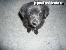 [P12] unul din cei 3 catelusi » foto by Marinna
 - 
<span class="allrVoted glyphicon glyphicon-heart hidden" id="av129402"></span>
<a class="m-l-10 hidden" id="sv129402" onclick="voting_Foto_DelVot(,129402,2305)" role="button">șterge vot <span class="glyphicon glyphicon-remove"></span></a>
<a id="v9129402" class=" c-red"  onclick="voting_Foto_SetVot(129402)" role="button"><span class="glyphicon glyphicon-heart-empty"></span> <b>LIKE</b> = Votează poza</a> <img class="hidden"  id="f129402W9" src="/imagini/loader.gif" border="0" /><span class="AjErrMes hidden" id="e129402ErM"></span>