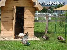 [P22]  -- <small>// FĂRĂ DESCRIERE</small> » foto by susu
 - 
<span class="allrVoted glyphicon glyphicon-heart hidden" id="av231361"></span>
<a class="m-l-10 hidden" id="sv231361" onclick="voting_Foto_DelVot(,231361,2327)" role="button">șterge vot <span class="glyphicon glyphicon-remove"></span></a>
<a id="v9231361" class=" c-red"  onclick="voting_Foto_SetVot(231361)" role="button"><span class="glyphicon glyphicon-heart-empty"></span> <b>LIKE</b> = Votează poza</a> <img class="hidden"  id="f231361W9" src="/imagini/loader.gif" border="0" /><span class="AjErrMes hidden" id="e231361ErM"></span>