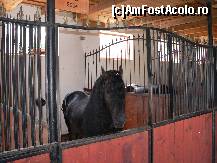 [P16] El este Rocky, un armasar superb de 800kg » foto by mitzulik
 - 
<span class="allrVoted glyphicon glyphicon-heart hidden" id="av89142"></span>
<a class="m-l-10 hidden" id="sv89142" onclick="voting_Foto_DelVot(,89142,2327)" role="button">șterge vot <span class="glyphicon glyphicon-remove"></span></a>
<a id="v989142" class=" c-red"  onclick="voting_Foto_SetVot(89142)" role="button"><span class="glyphicon glyphicon-heart-empty"></span> <b>LIKE</b> = Votează poza</a> <img class="hidden"  id="f89142W9" src="/imagini/loader.gif" border="0" /><span class="AjErrMes hidden" id="e89142ErM"></span>