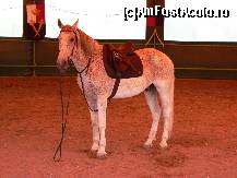 [P18] El este preferatul meu. il cheama Delphis si este calutul pe care am invatat sa calaresc » foto by mitzulik
 - 
<span class="allrVoted glyphicon glyphicon-heart hidden" id="av89144"></span>
<a class="m-l-10 hidden" id="sv89144" onclick="voting_Foto_DelVot(,89144,2327)" role="button">șterge vot <span class="glyphicon glyphicon-remove"></span></a>
<a id="v989144" class=" c-red"  onclick="voting_Foto_SetVot(89144)" role="button"><span class="glyphicon glyphicon-heart-empty"></span> <b>LIKE</b> = Votează poza</a> <img class="hidden"  id="f89144W9" src="/imagini/loader.gif" border="0" /><span class="AjErrMes hidden" id="e89144ErM"></span>
